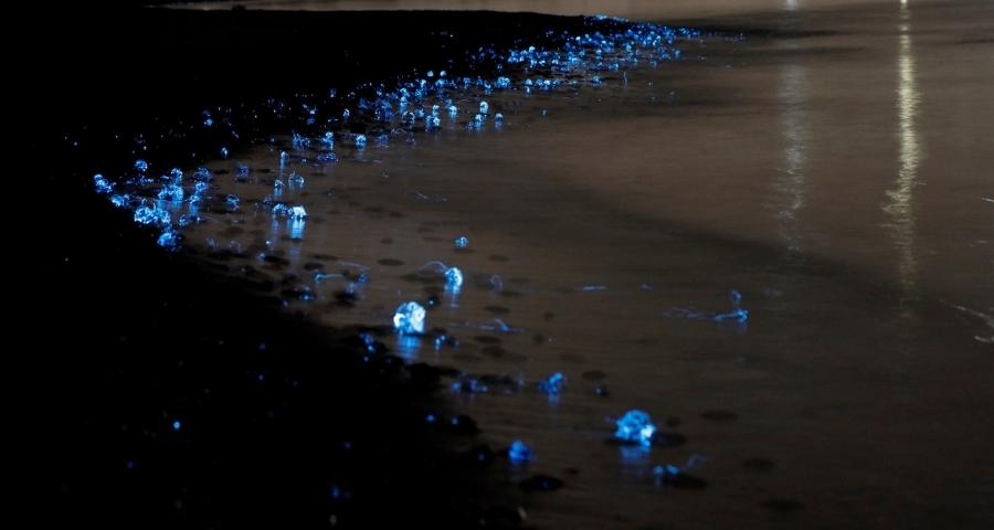 ほたるいか料理プラン – 海老源